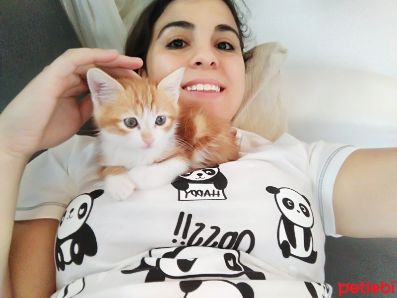 Sarman, Kedi  paşa fotoğrafı