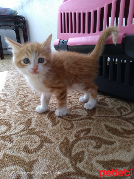 Sarman, Kedi  paşa fotoğrafı