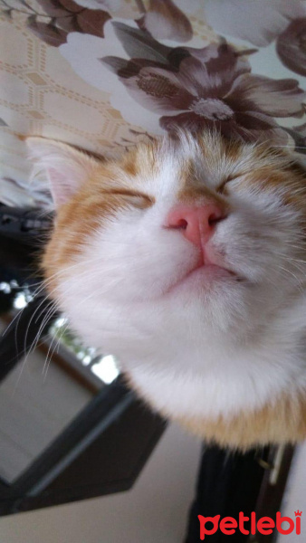 Sarman, Kedi  paşa fotoğrafı