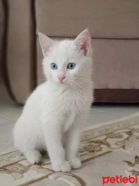 Ankara Kedisi, Kedi  Ponçik fotoğrafı