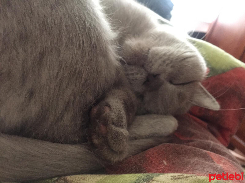 British Shorthair, Kedi  Mia fotoğrafı