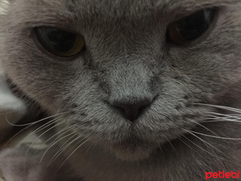 British Shorthair, Kedi  Mia fotoğrafı