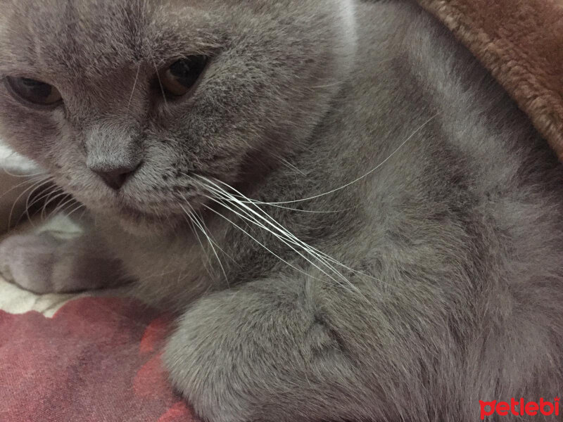 British Shorthair, Kedi  Mia fotoğrafı