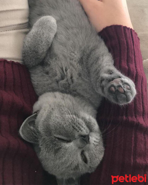 British Shorthair, Kedi  Mia fotoğrafı