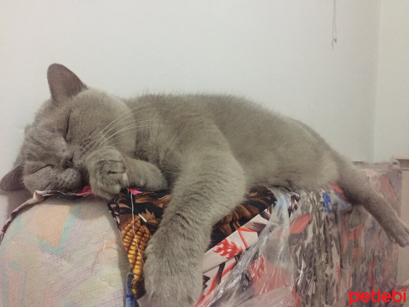 British Shorthair, Kedi  Mia fotoğrafı