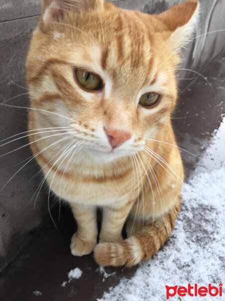 British Shorthair, Kedi  Mia fotoğrafı