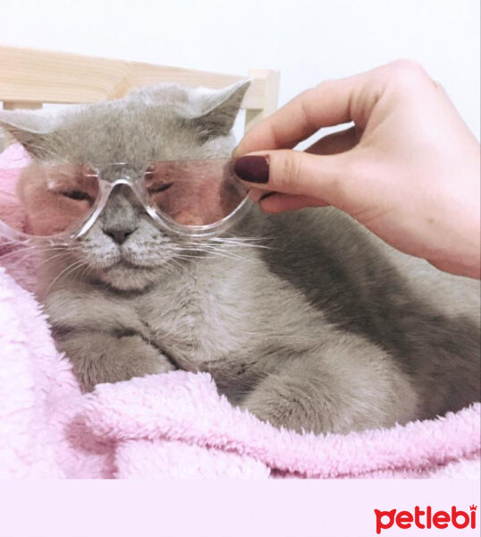 British Shorthair, Kedi  Mia fotoğrafı