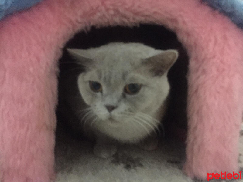 British Shorthair, Kedi  Mia fotoğrafı