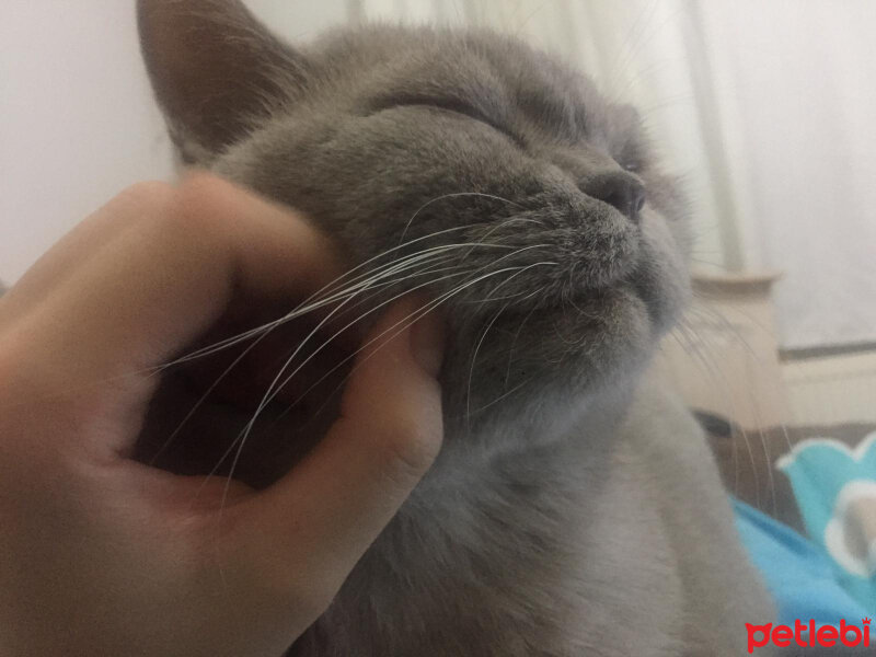 British Shorthair, Kedi  Mia fotoğrafı