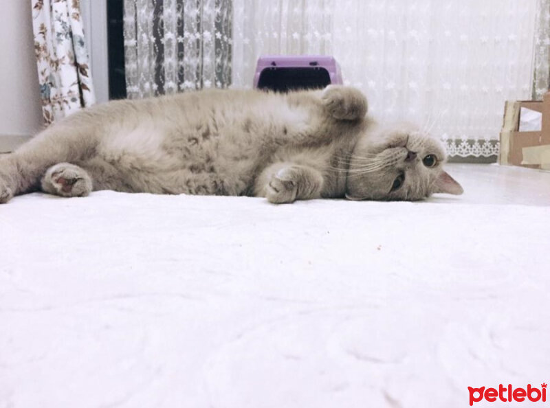 British Shorthair, Kedi  Mia fotoğrafı