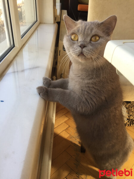 British Shorthair, Kedi  Mia fotoğrafı