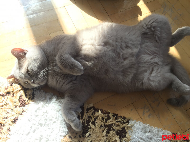 British Shorthair, Kedi  Mia fotoğrafı