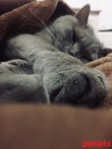 British Shorthair, Kedi  Mia fotoğrafı