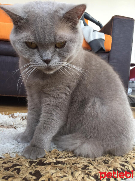 British Shorthair, Kedi  Mia fotoğrafı