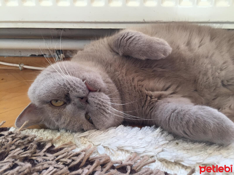 British Shorthair, Kedi  Mia fotoğrafı