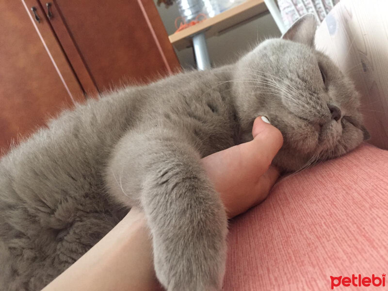 British Shorthair, Kedi  Mia fotoğrafı