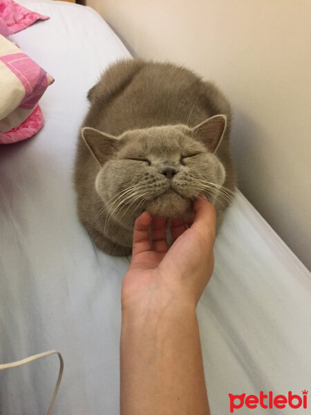 British Shorthair, Kedi  Mia fotoğrafı