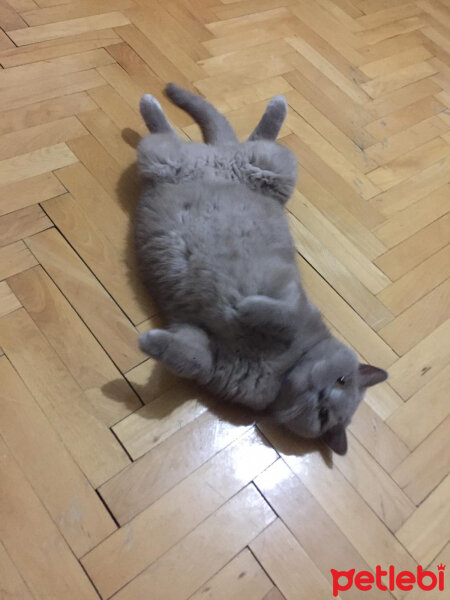 British Shorthair, Kedi  Mia fotoğrafı