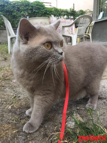 British Shorthair, Kedi  Mia fotoğrafı