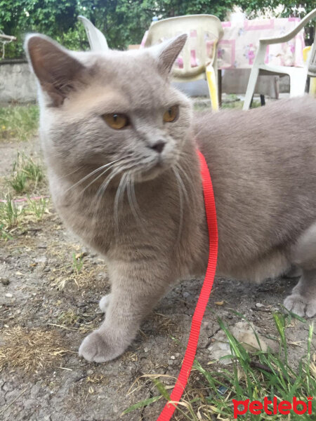 British Shorthair, Kedi  Mia fotoğrafı