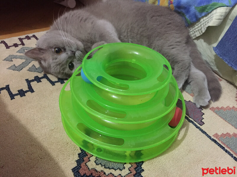 British Shorthair, Kedi  Mia fotoğrafı