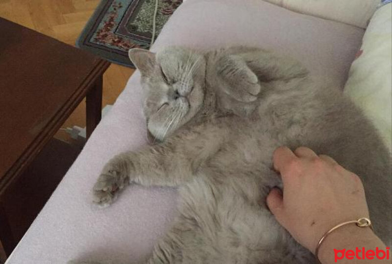 British Shorthair, Kedi  Mia fotoğrafı