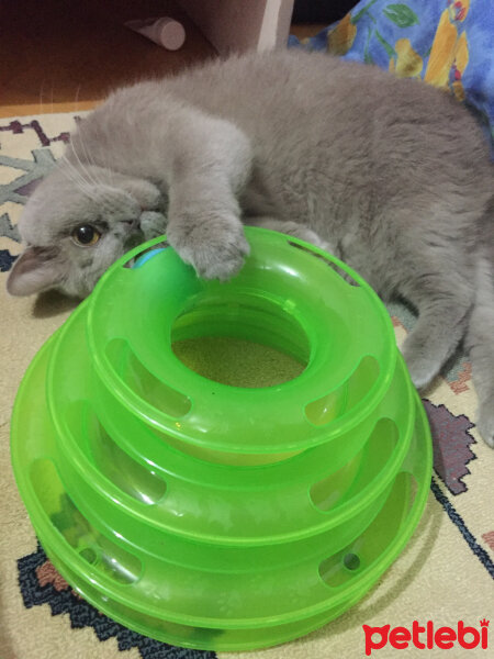 British Shorthair, Kedi  Mia fotoğrafı