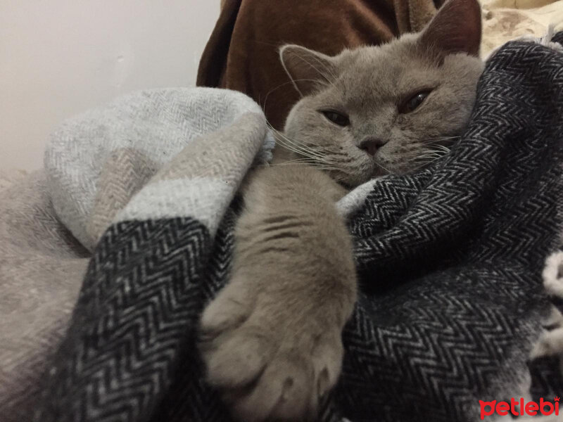 British Shorthair, Kedi  Mia fotoğrafı