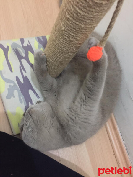 British Shorthair, Kedi  Mia fotoğrafı