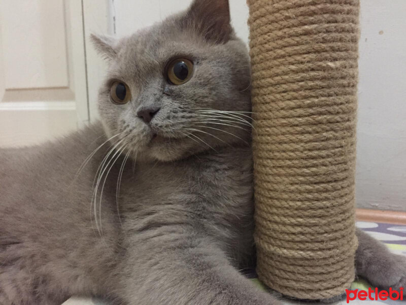 British Shorthair, Kedi  Mia fotoğrafı