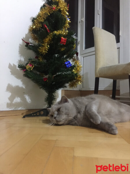 British Shorthair, Kedi  Mia fotoğrafı