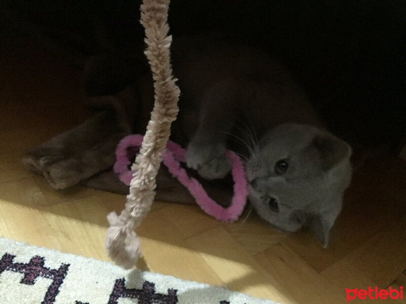 British Shorthair, Kedi  Mia fotoğrafı