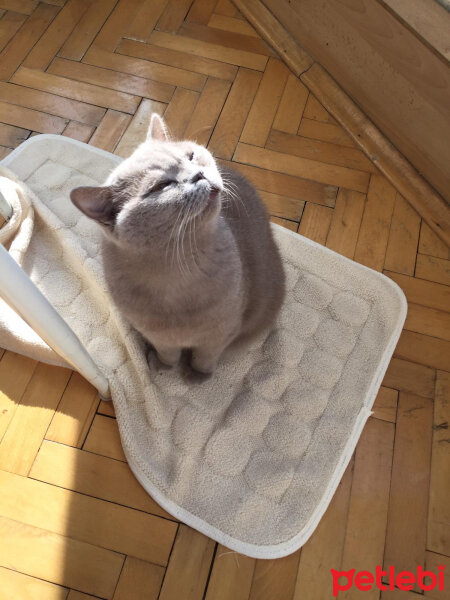 British Shorthair, Kedi  Mia fotoğrafı