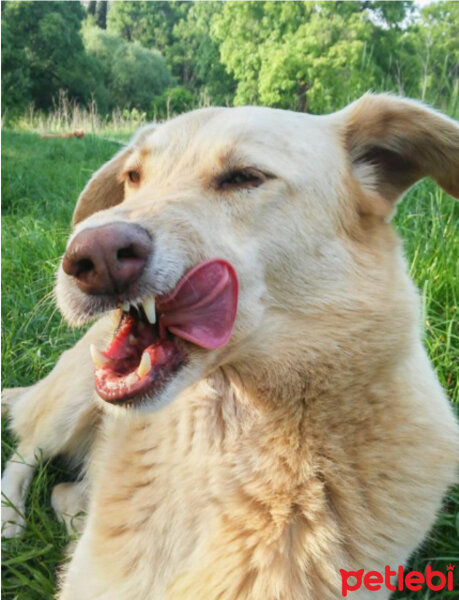 Sokö (Sokak Köpeği), Köpek  - fotoğrafı