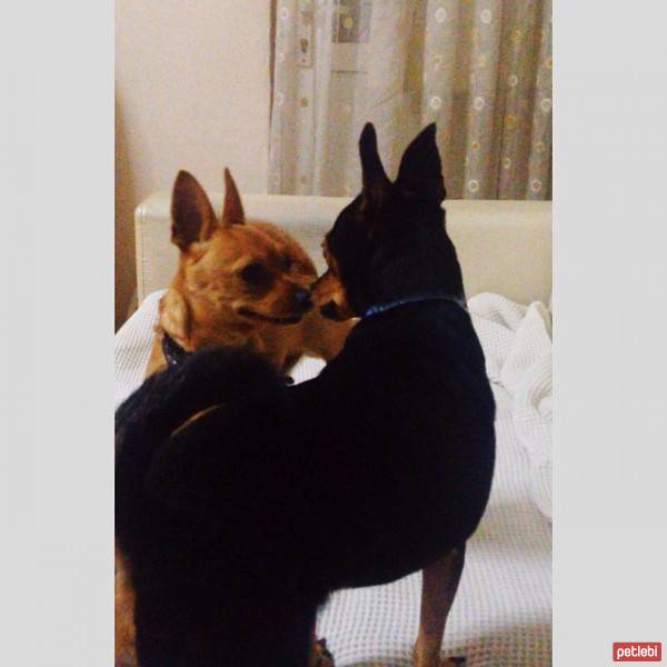 Minyatür Pinscher, Köpek  ŞİVA fotoğrafı