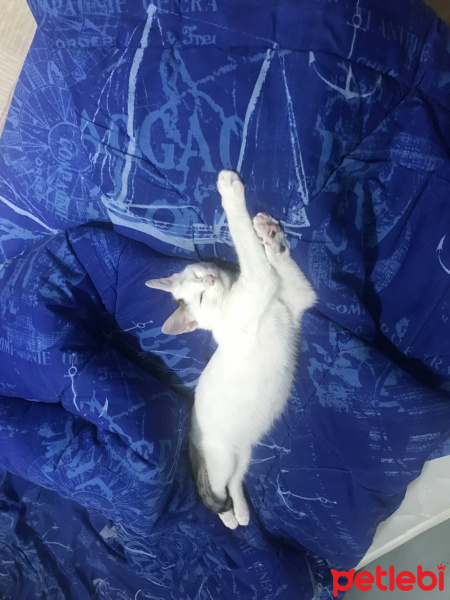 Tekir Kedi, Kedi  Mıncır fotoğrafı