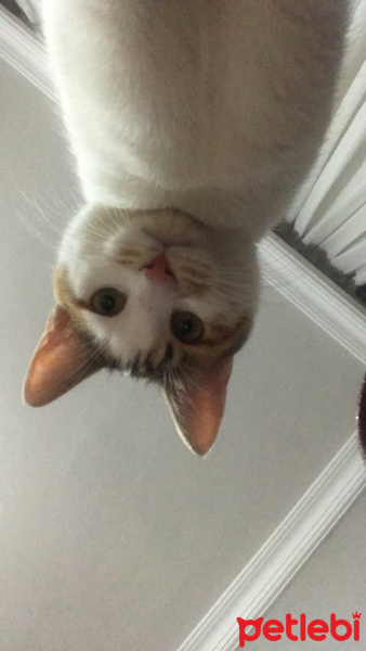 Tekir Kedi, Kedi  Katya fotoğrafı