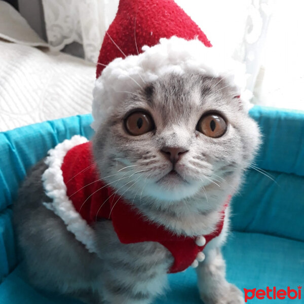 Scottish Fold, Kedi  Duman fotoğrafı