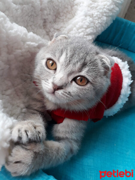 Scottish Fold, Kedi  Duman fotoğrafı