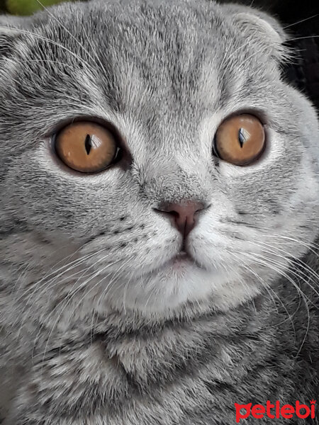 Scottish Fold, Kedi  Duman fotoğrafı