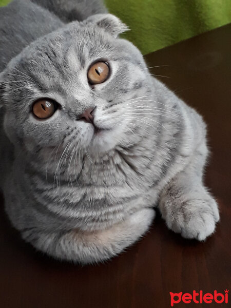 Scottish Fold, Kedi  Duman fotoğrafı