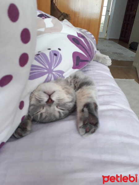 Scottish Fold, Kedi  Duman fotoğrafı