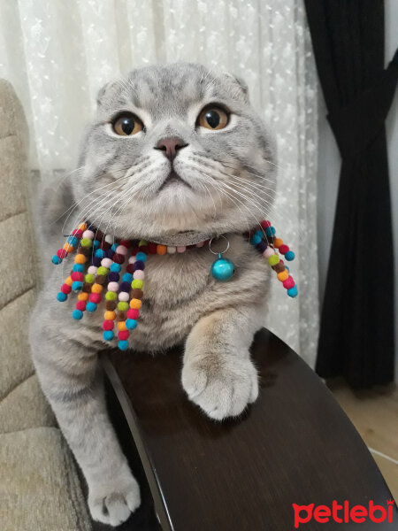 Scottish Fold, Kedi  Duman fotoğrafı