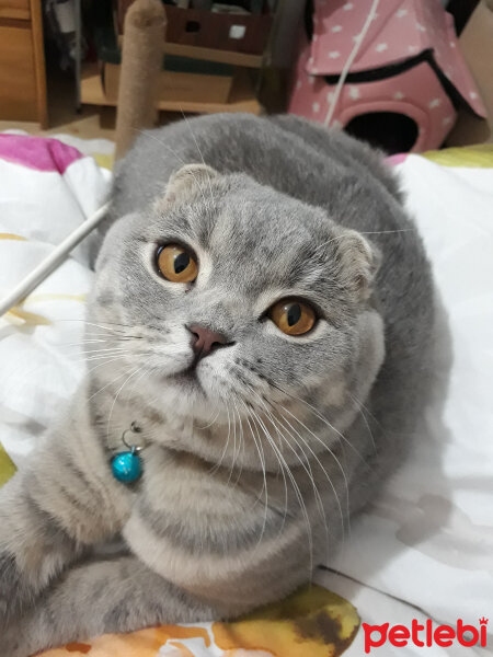 Scottish Fold, Kedi  Duman fotoğrafı