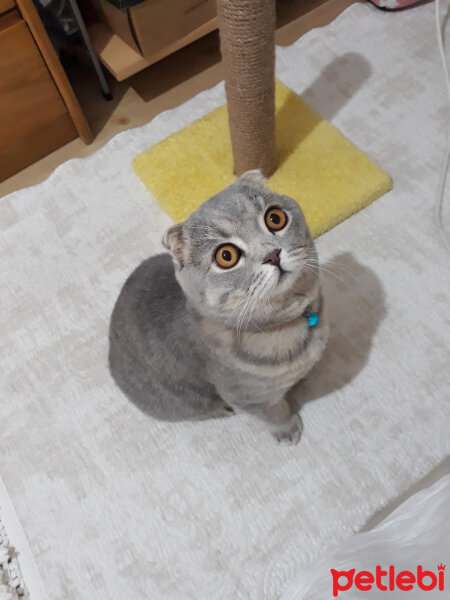 Scottish Fold, Kedi  Duman fotoğrafı