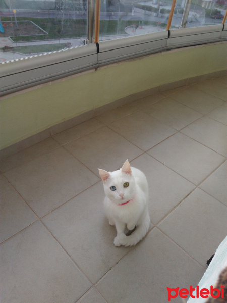 Van Kedisi, Kedi  İnci fotoğrafı