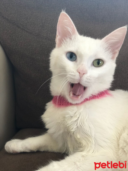 Van Kedisi, Kedi  İnci fotoğrafı