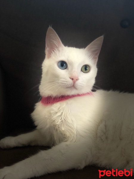 Van Kedisi, Kedi  İnci fotoğrafı
