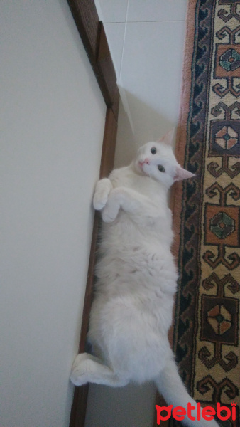 Van Kedisi, Kedi  İnci fotoğrafı