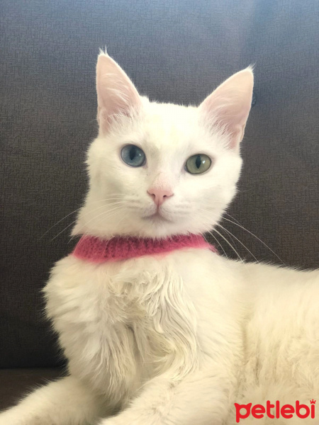 Van Kedisi, Kedi  İnci fotoğrafı